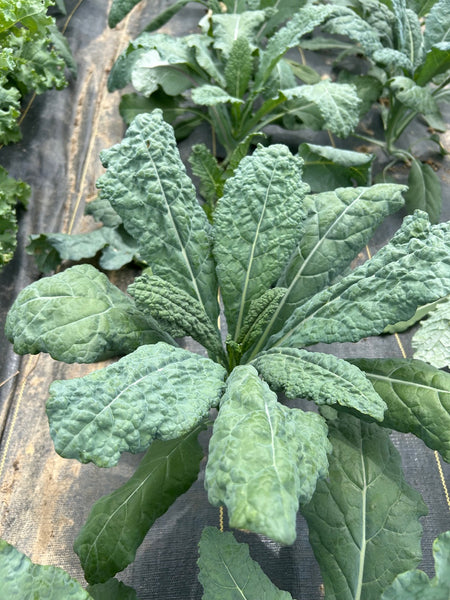 PGF Kale, Lacinato - bunch