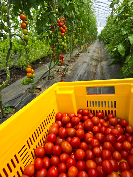 PHF Cherry tomatoes, pint