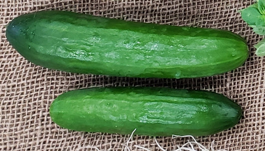 IFH Snacking Cucumber, 1lb