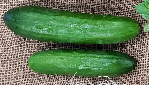 IFH Snacking Cucumber, 1lb