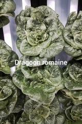RSF Romaine Mix, 8oz.