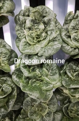 RSF Romaine Mix, 1 lb