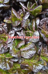 RSF Romaine Mix, 8oz.