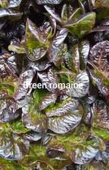 RSF Romaine Mix, 8oz.