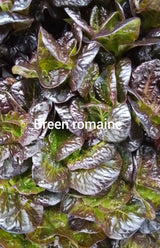 RSF Romaine Mix, 1 lb