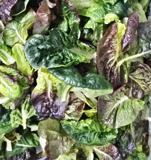 RSF Romaine Mix, 8oz.