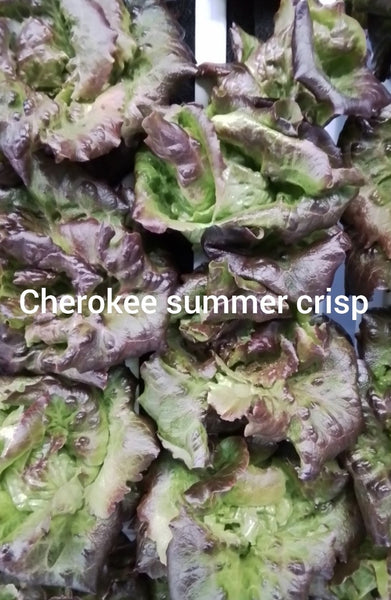 RSF Summer Crisp (Cherokee), 8 oz