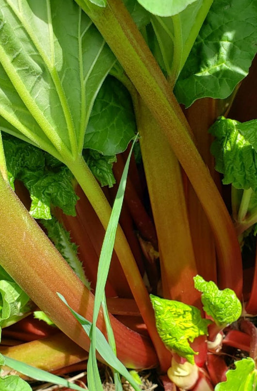 FHF Rhubarb, 1 lb.