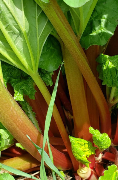 FHF Rhubarb, 1 lb.