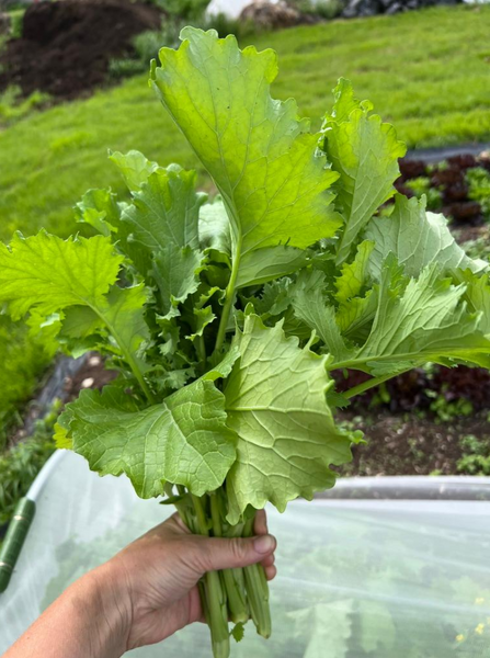 OBF Rapini, 1 bunch