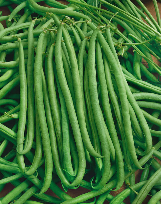 Fillet Beans