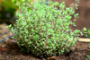 PHF Thyme