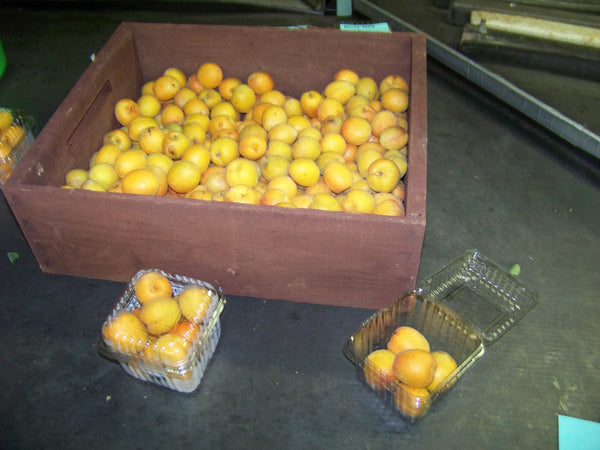 HOC - Hoch Orchard Bulk Frozen Apricots