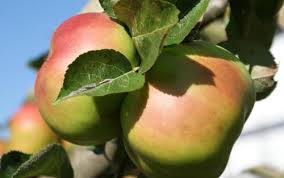 FHF Apples - Bramelys