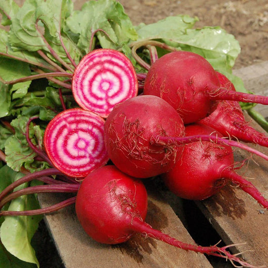 PGF Chioggia Beets