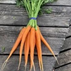 PGF Carrots, bunch