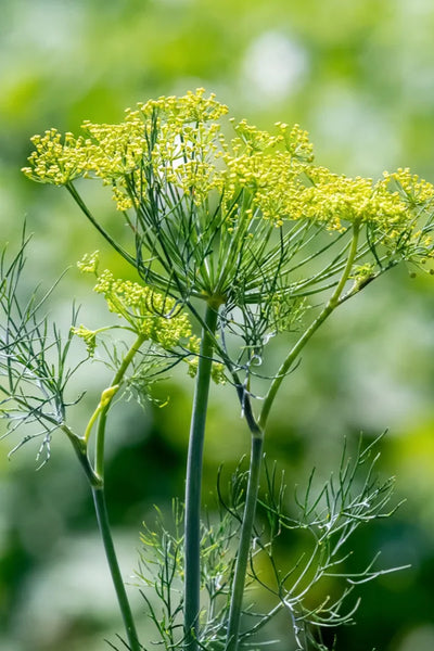 PGF Herbs, Dill Seed Bouquet, 7 stems