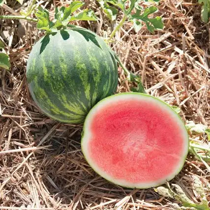 IFH Watermelon, Red, seeded