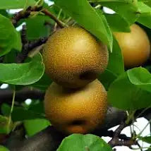 IFH Pear, Korean Giant