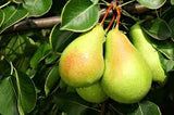 IFH Pears, Luscious