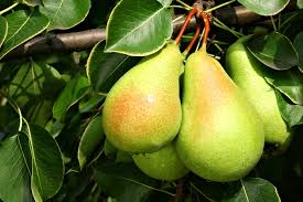 IFH Pears, Luscious