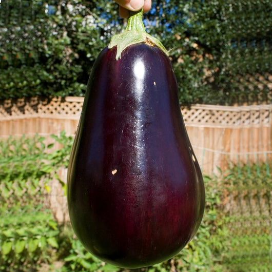 PGF- Eggplant