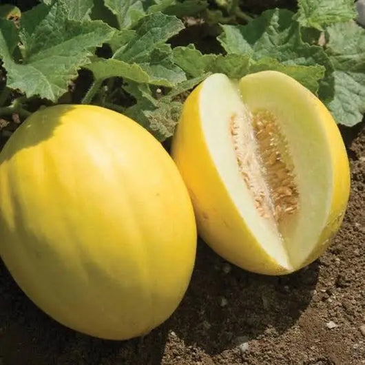 IFH Canary Melon, each