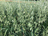 RHB - Milky Oats, 8oz