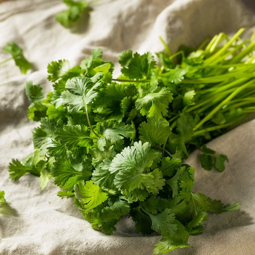 PGF Herbs, Cilantro, ea