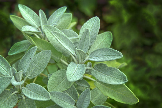 PHF Sage