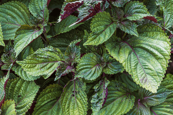 CCP Shiso, bunch, red and green