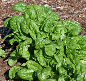 PGF Spinach, 5oz bag