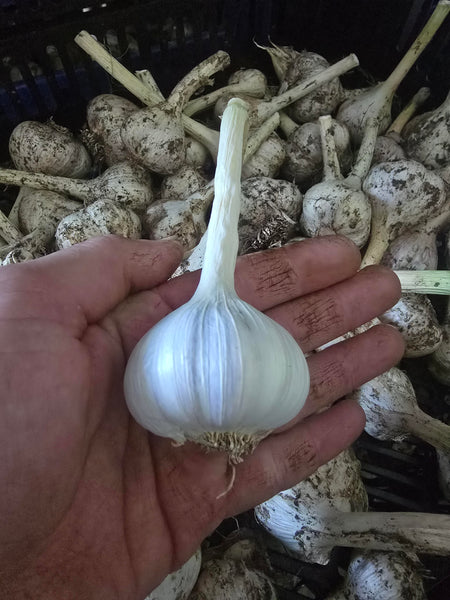 PHF Garlic, Hardneck