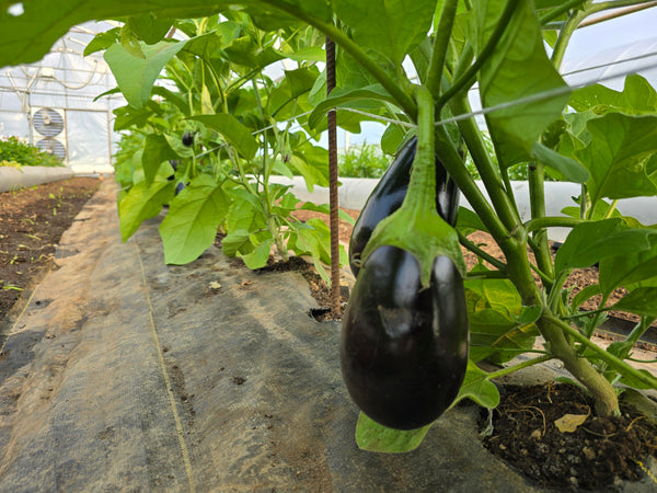 PHF Eggplant, Purple