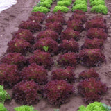 PGF Lettuce, Red variety, 1 head