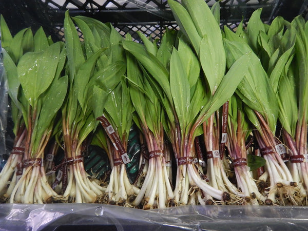 IFH Harmony Valley, Ramps, 1 bunch