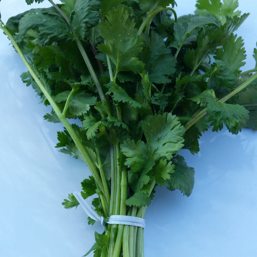 CCP Herbs - Cilantro, 1 bunch