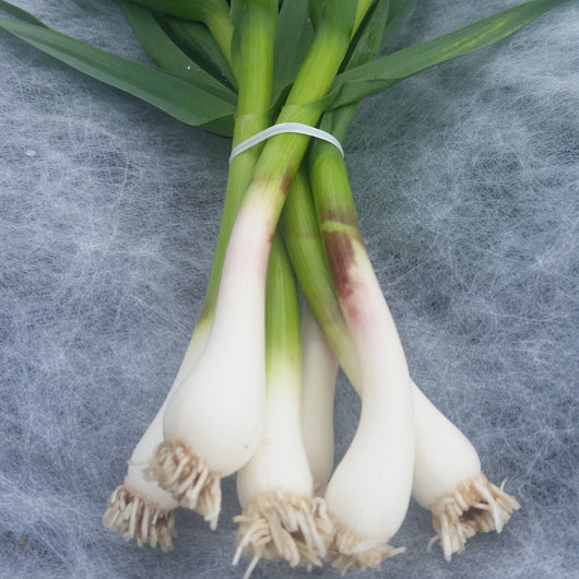 PGF Green Garlic, 1 bunch