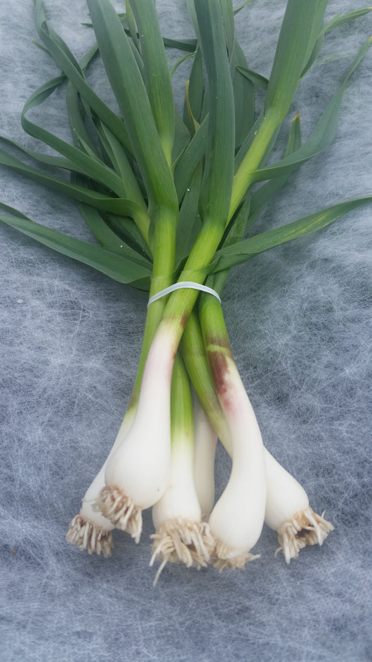 HHHa Green Garlic, bunch