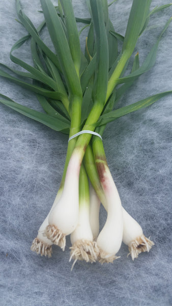 HHHa Green Garlic, bunch