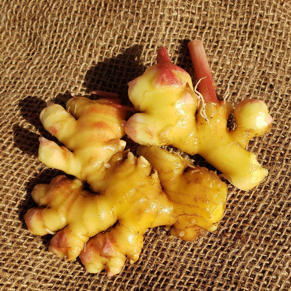 PHF Fresh Ginger