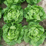 PGF Head Lettuce MINI, soil-grown