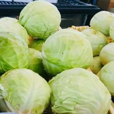 HHHa Cabbage, Green