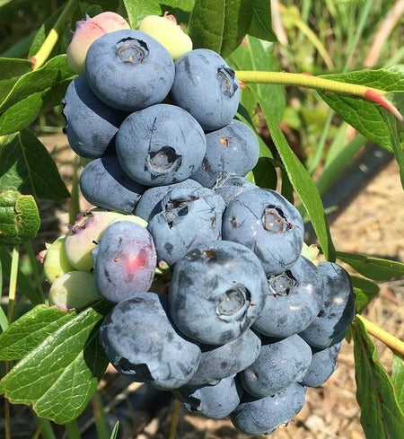 BFF - Blue Fruit Farm Blueberries, Fresh, 5lb, SALE!