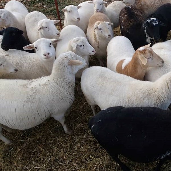 HHHM Lamb Organ Meat