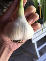 OBF Garlic, Fresh