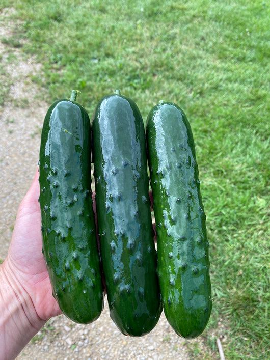 OBF Cucumber, Slicing