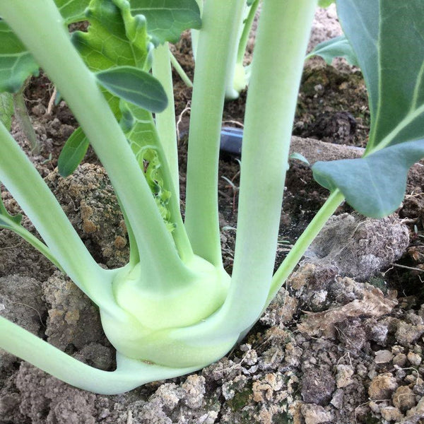 HHHa Kohlrabi, each