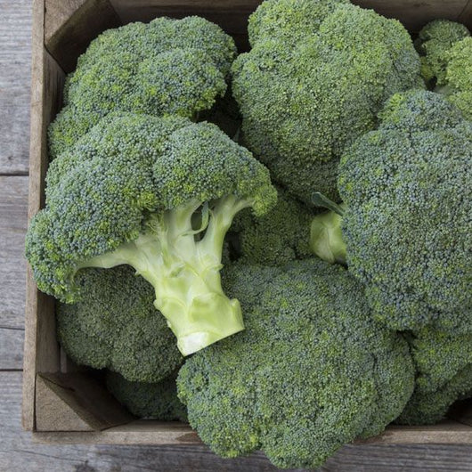 HHH Broccoli, each