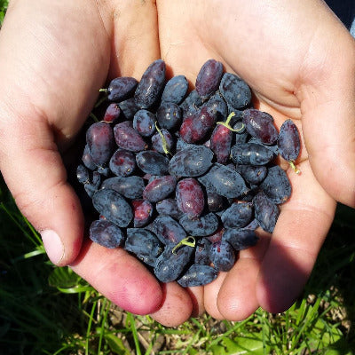 BFF - Blue Fruit Farm Honeyberries, Frozen, 2lb or 5lb